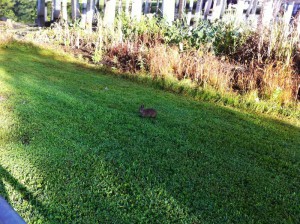 Rabbit at the Little Econ Greenway Orlando FL